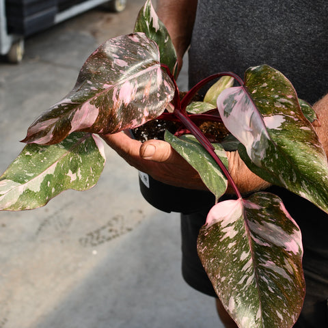 Philodendron erubescens 'Pink Princess Marble'