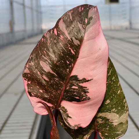 Philodendron erubescens 'Pink Princess Marble'
