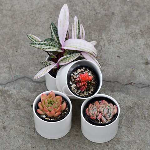 Valentine's Day gift set, collectible plants