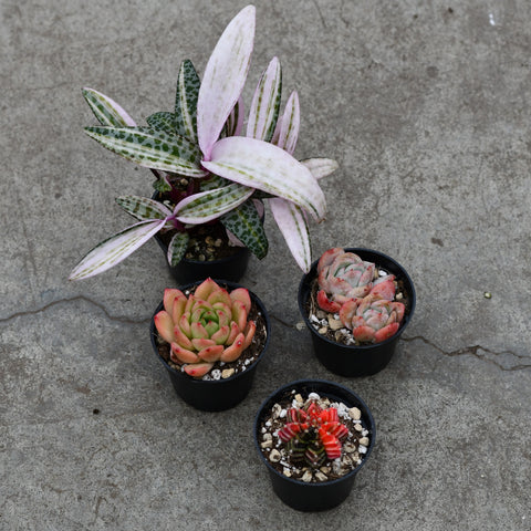 Valentine's Day gift set, collectible plants