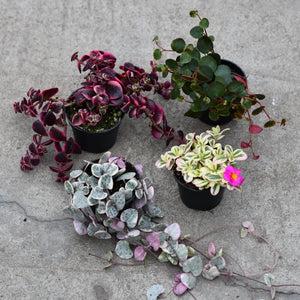Open image in slideshow, Valentine's gift set, hanging plants
