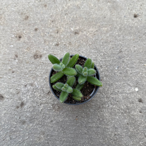 Delosperma echinatum