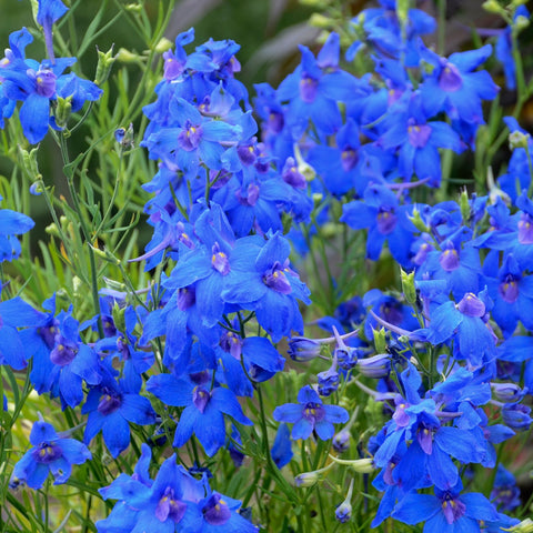 Delphinium 'Summer Nights' (Bleu)