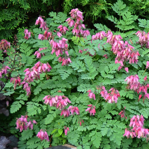 Dicentra formosa 'Luxuriant' (Rose pâle)