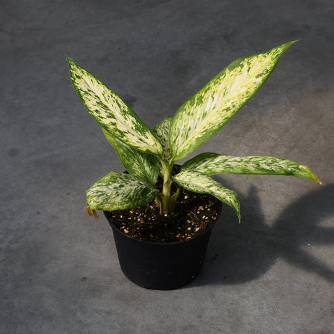 Dieffenbachia 'Starbright'