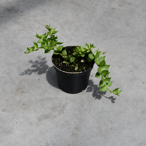 Dischidia ruscifolia