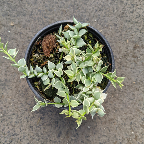 Dischidia ruscifolia f. variegata