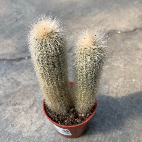 Cleistocactus strausii