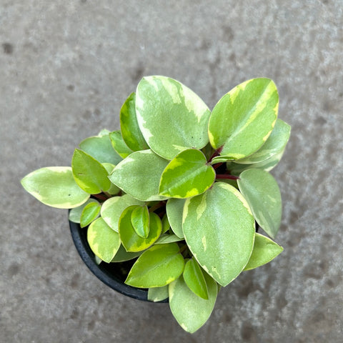 Peperomia orba 'Pixie Lime' f. variegata – Serres Lavoie