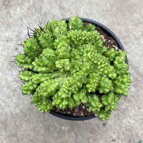 Euphorbia enopla f. cristata 