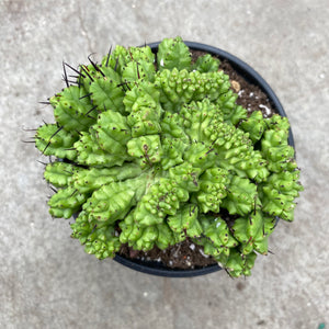Open image in slideshow, Euphorbia enopla f. cristata
