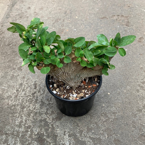 Euphorbia milii f. cristata