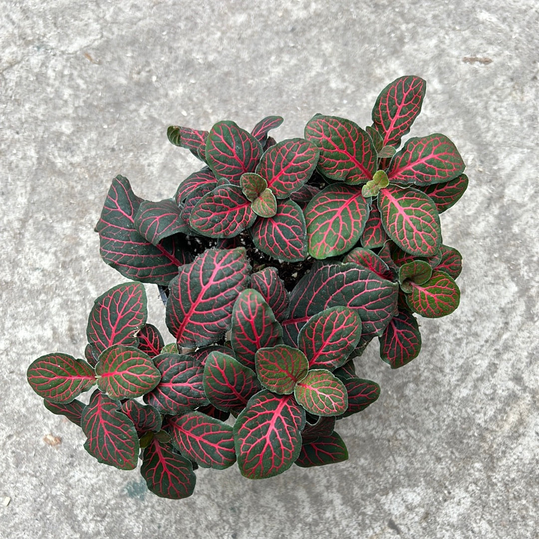 Fittonia albivenis 'Rouge' (Red)