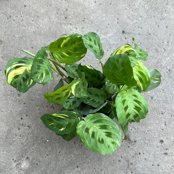 maranta leuconeura raspberry variegata Maranta leuconeura 'Kerchoveana' variegata – Serres Lavoie