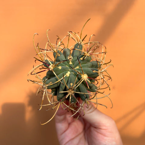 Sclerocactus scheeri