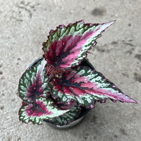Begonia rex 'Sri Lanka 
