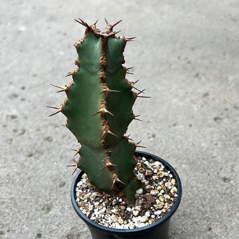 Euphorbia coerulescens