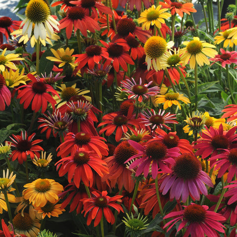 Echinacea 'Cheyenne Spirit' (Couleurs variées)