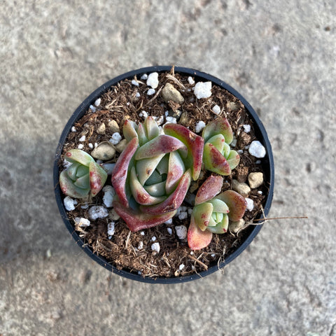 Graptoveria 'Jadeita