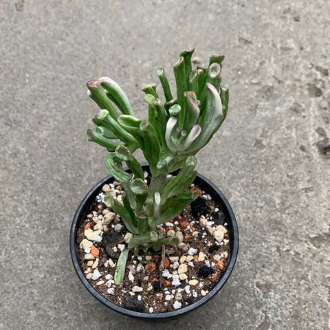 Crassula ovata 'Gollum' f. variegata 