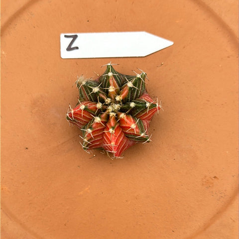 Gymnocalycium mihanovichii f. variegata (Petit)