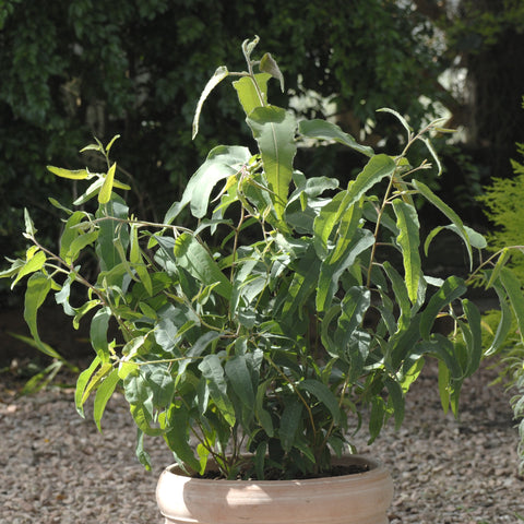Lemon Eucalyptus