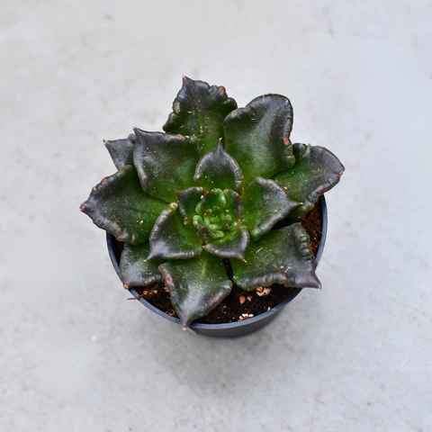 Echeveria 'Black Madiba'