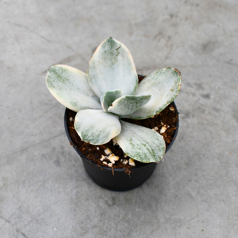 Echeveria decora f. Variegata
