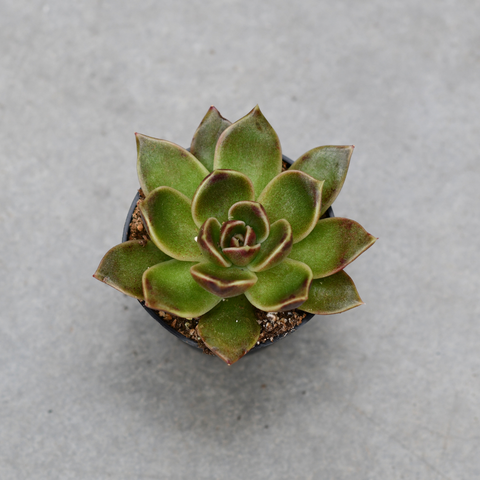 Echeveria 'Majestic'