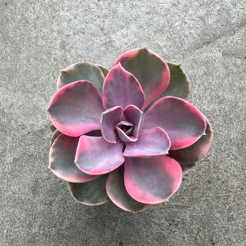 Echeveria 'Rainbow'