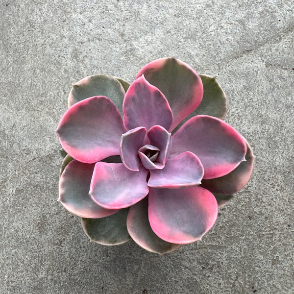 japanese rainbow succulent Echeveria rainbow | Succulents