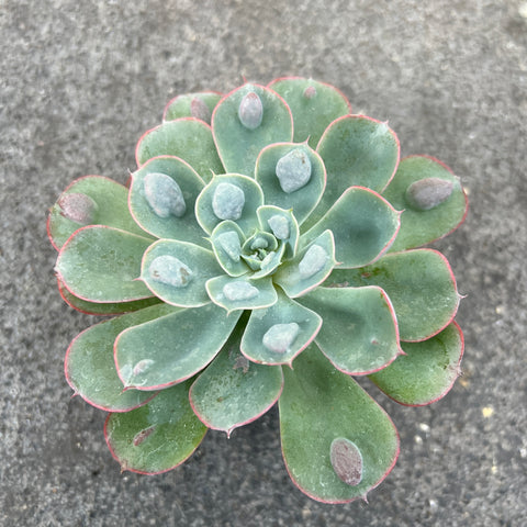 raindrop succulent Echeveria 'Raindrops' | Succulents