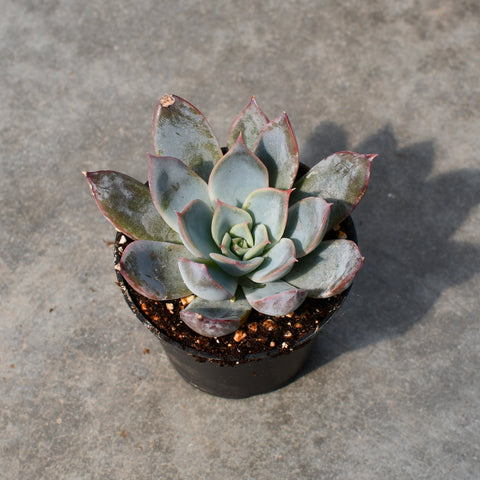 Echeveria 'Tropic'