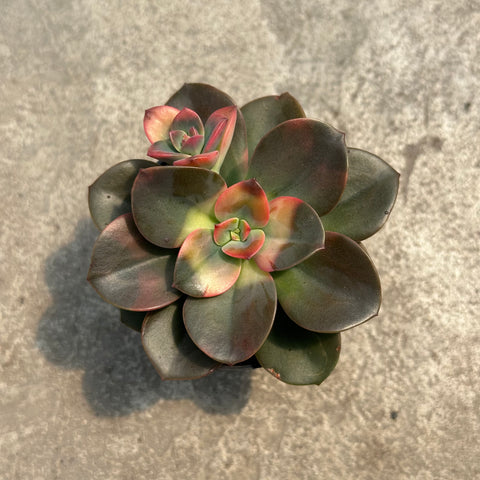 Echeveria chroma