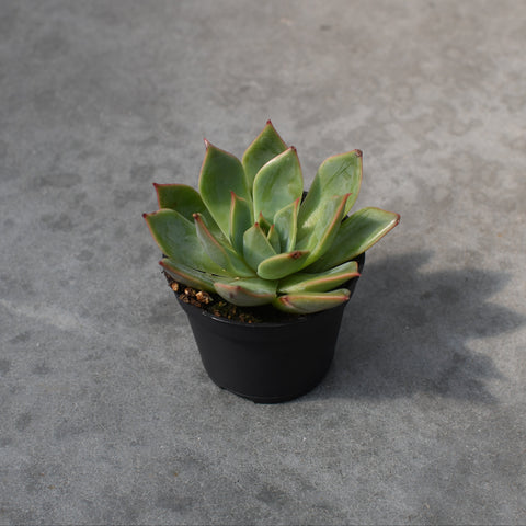 Echeveria 'Iconic'