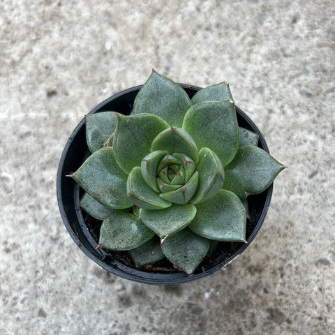 Echeveria purpusorum 'Green Gilva'