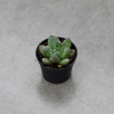 Echeveria tolimanensis 'Red Dark' 