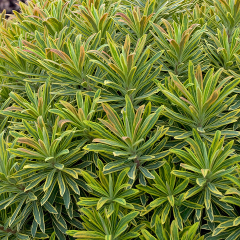 Euphorbia 'Ascot Rainbow' (feuillage panaché)