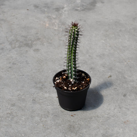 Euphorbia baioensis