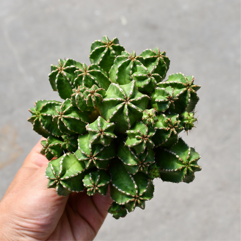 Euphorbia echinus