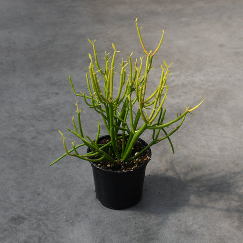 Euphorbia tirucalli 'Firesticks'