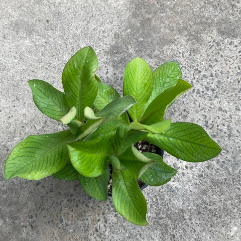 Euphorbia umbellata