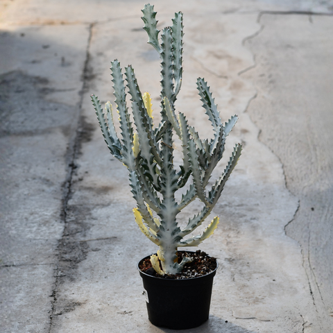 Euphorbia lactea cv. White Ghost