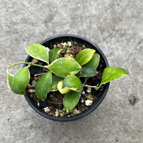 Hoya heuschkeliana albomarginata