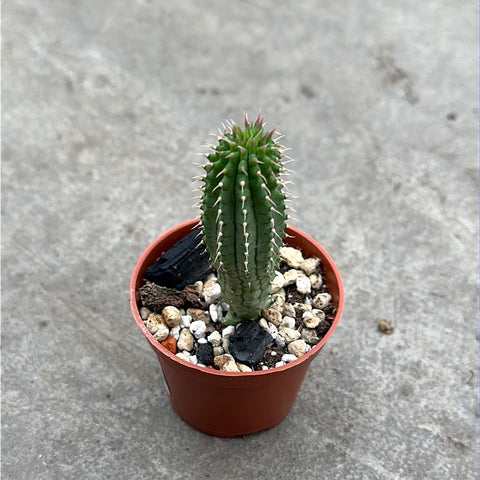 Hoodia currorii subsp. lugardii