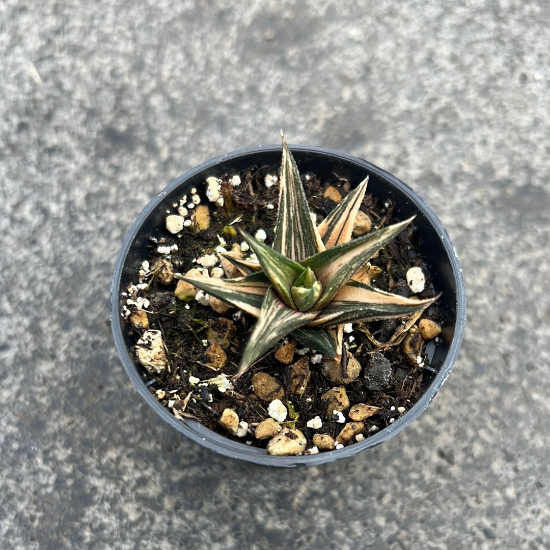 Haworthia tortuosa variegata with decorative pot