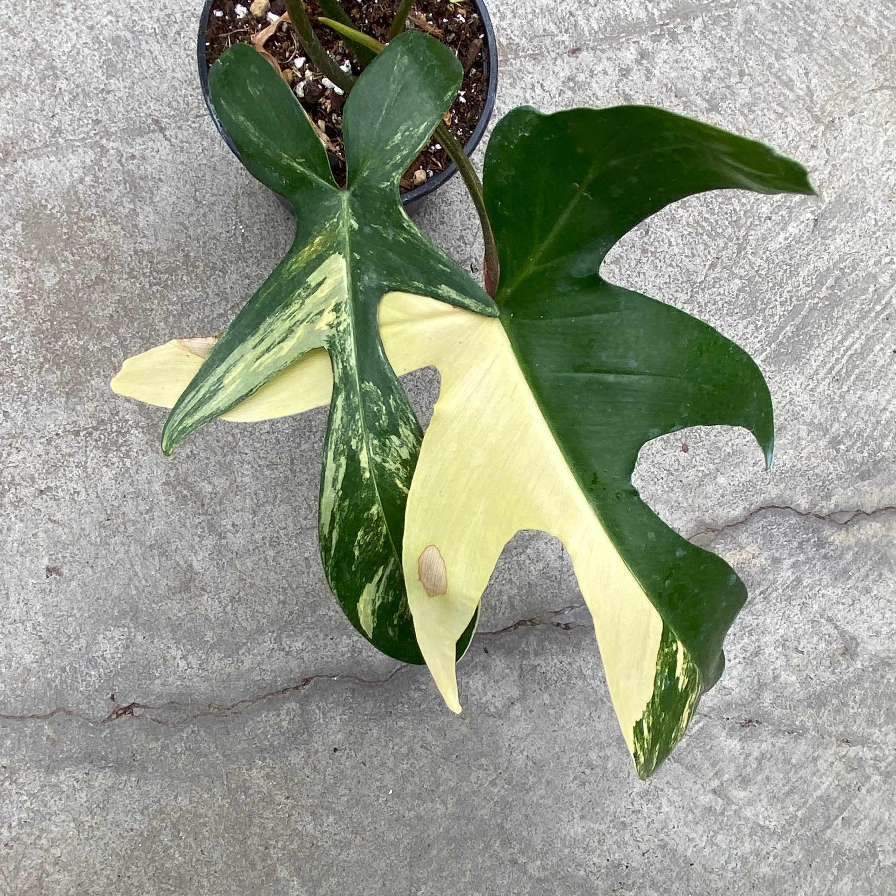 Philodendron 'Florida Beauty