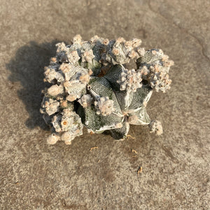 Astrophytum myriostigma cv. Fukuryu f. Prolifera