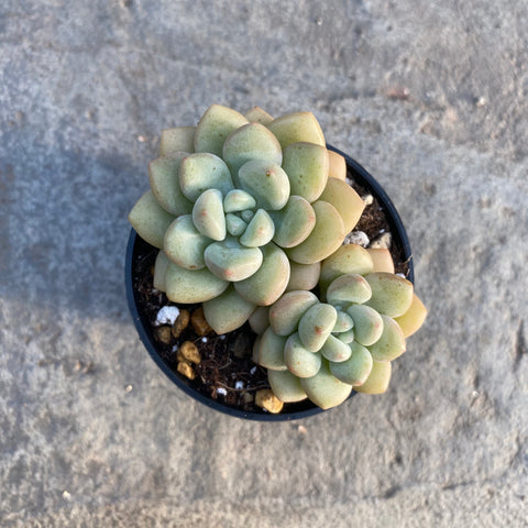 Graptopetalum daphni