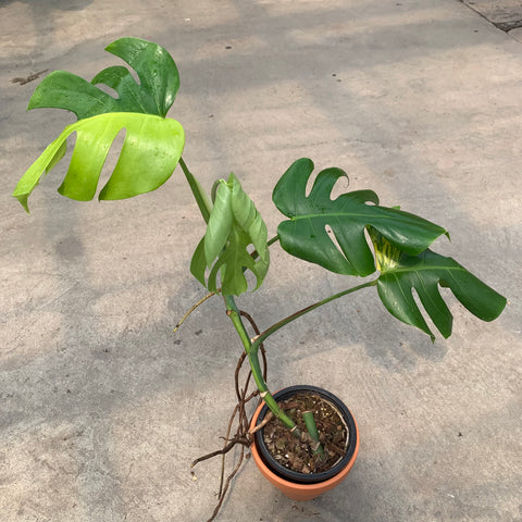 Monstera deliciosa 'Aurea'